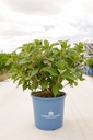 Hydrangea macrophylla Endless Summer® TWIST & SHOUT cont. 15L Endl. Summer® +p