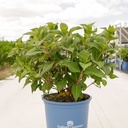 Hydrangea macrophylla Endless Summer® TWIST & SHOUT cont. 15L deco +ф