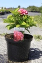 Hydrangea macrophylla 'King George V' cont. 10L 50-60 cm +f