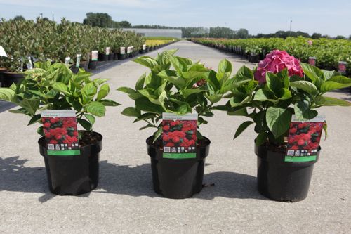 Hydrangea macrophylla 'King George V' cont. 3,6L 25-30 cm +B