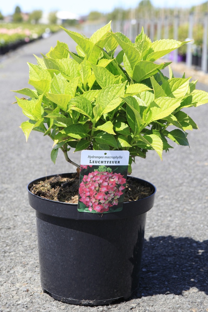 Hydrangea macrophylla 'Leuchtfeuer' cont. 10L 50-60 cm +f