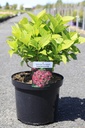 Hydrangea macrophylla 'Leuchtfeuer' cont. 10L 50-60 cm +f