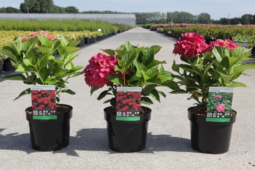 Hydrangea macrophylla 'Leuchtfeuer' cont. 3,6L 30/+ cm +p