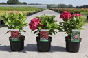 Hydrangea macrophylla 'Leuchtfeuer' cont. 3,6L 30/+ cm +f