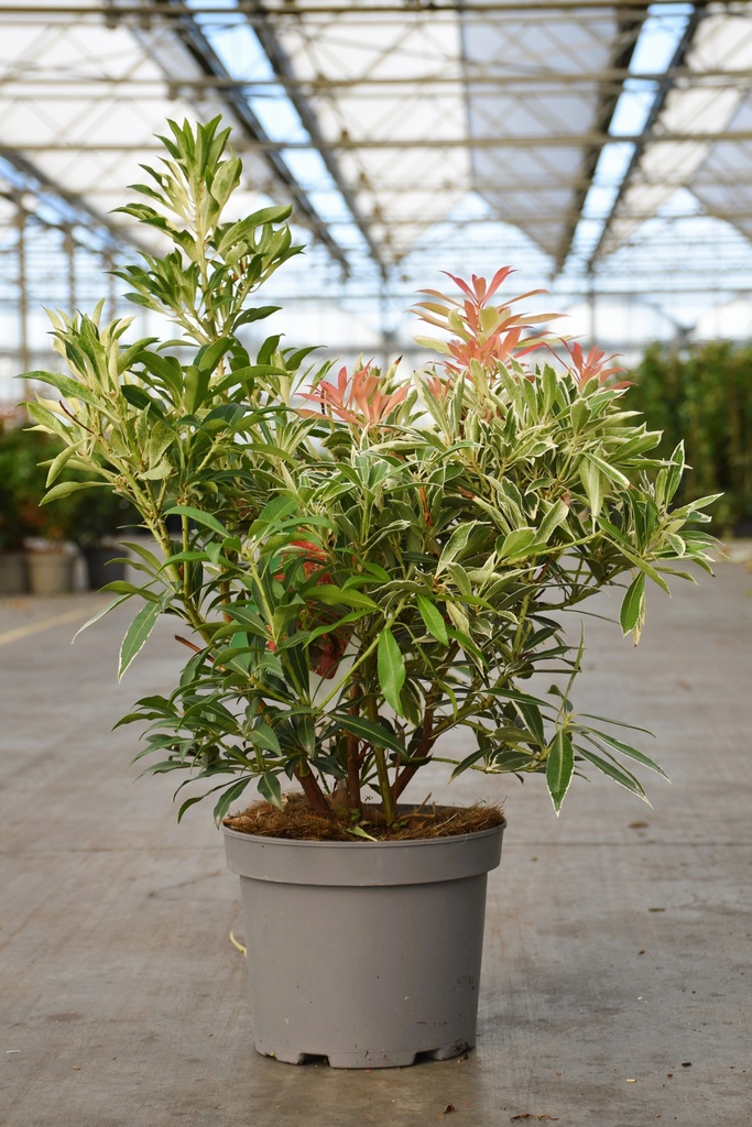 Pieris japonica 'Flaming Silver' cont. 3L 30-40 cm +ф