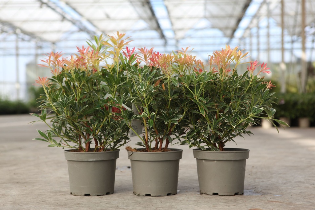 Pieris japonica 'Flaming Silver' cont. 3L 30-40 cm +f