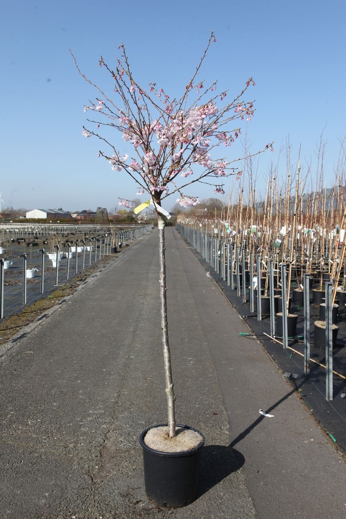Prunus subhirtella 'Autumnalis Rosea' cont. 18L demi-tige +p