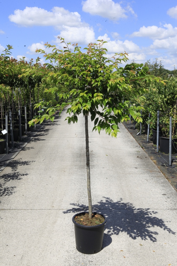 [P] Prunus subhirtella 'Autumnalis Rosea' cont. 18L half standard +p