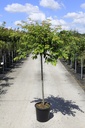 Prunus subhirtella 'Autumnalis Rosea' cont. 18L halfstam +f