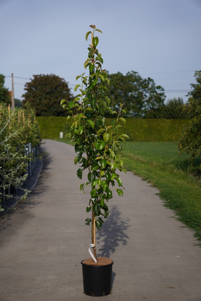 Pyrus calleryana 'Chanticleer' cont. 12L 175/+ cm +f