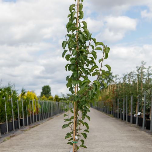 [P] Pyrus calleryana 'Chanticleer' cont. 12L 175/+ cm +p