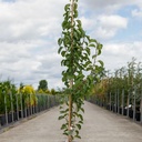 Pyrus calleryana 'Chanticleer' cont. 12L 175/+ cm +ф