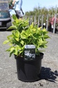 Hydrangea macrophylla 'Lanarth White' cont. 10L 50-60 cm +f