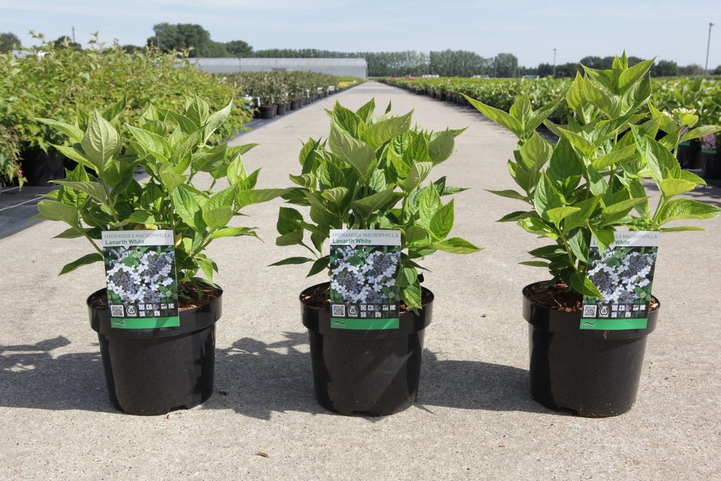Hydrangea macrophylla 'Lanarth White' cont. 3,6L 25-30 cm +p