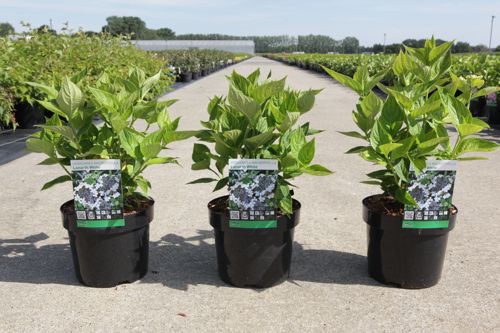 Hydrangea macrophylla 'Lanarth White' cont. 3,6L 25-30 cm +p