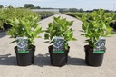 Hydrangea macrophylla 'Lanarth White' cont. 3,6L 25-30 cm +ф