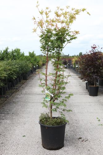 [P] Acer palmatum 'Sangokaku' cont. 25L 125-150 cm