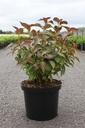 Hydrangea macrophylla 'Mirai' cont. 10L 40-50 cm +p
