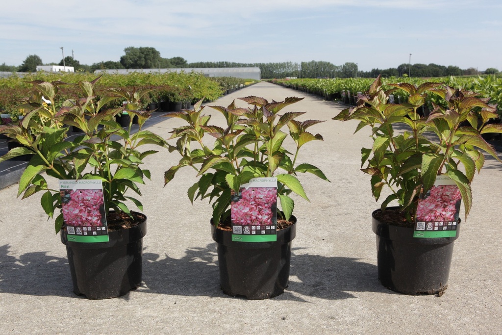 Hydrangea macrophylla 'Mirai' cont. 3,6L 25-30 cm +B
