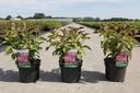 Hydrangea macrophylla 'Mirai' cont. 3,6L 25-30 cm +ф