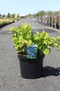 Hydrangea macrophylla 'Nikko Blue' cont. 10L 50-60 cm +f