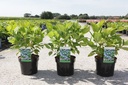Hydrangea macrophylla 'Nikko Blue' cont. 3,6L 25-30 cm +ф