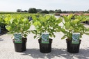 Hydrangea macrophylla 'Nikko Blue' cont. 3,6L 25-30 cm +B