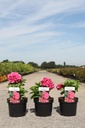 Hydrangea macrophylla 'Red Baron' cont. 3,6L 25-30 cm +f