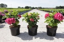 Hydrangea macrophylla 'Red Baron' cont. 3,6L 25-30 cm +p