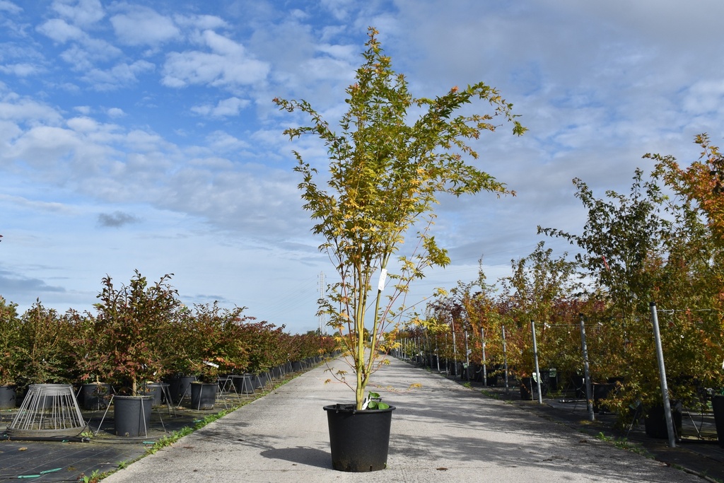 [P] Acer palmatum 'Sangokaku' конт. 30L 150/+ cm