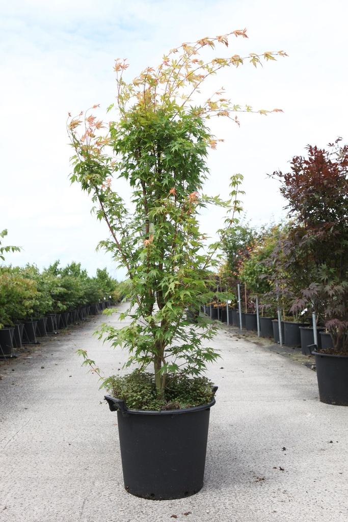 [P] Acer palmatum 'Sangokaku' cont. 30L 150/+ cm