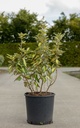 Elaeagnus ebbingei 'Limelight' cont. 15L 80-100 cm