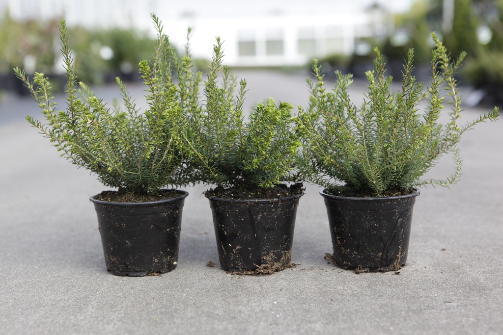 Erica carnea cont. 0,5L in soorten (P10,5)