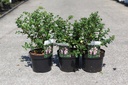 Escallonia 'Apple Blossom' cont. 3,6L 50-60 cm +B
