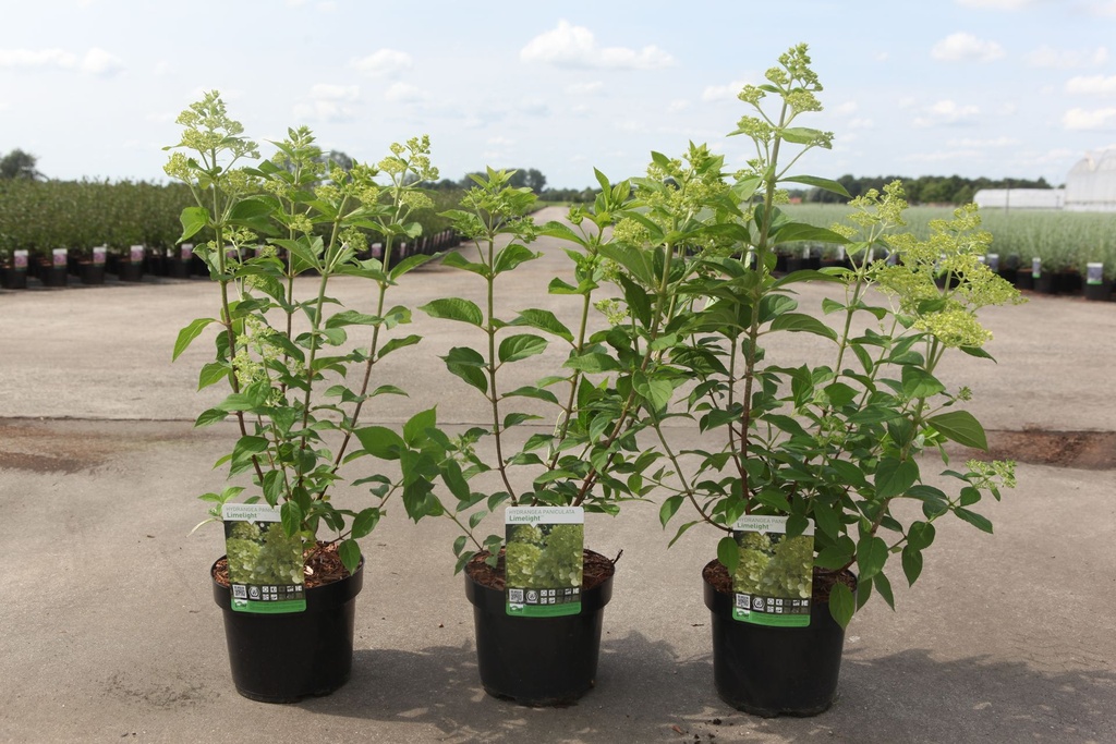Hydrangea paniculata 'Limelight' (PBR) cont. 3,6L 40-50 cm +ф