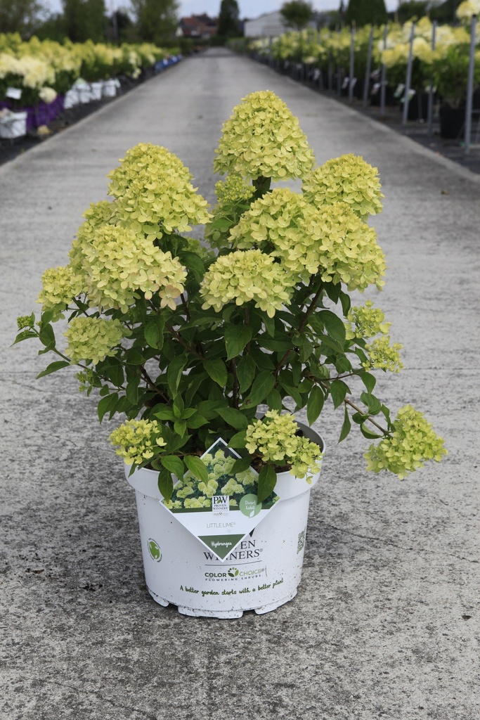 [P] Hydrangea paniculata Proven Winners® LITTLE LIME (PBR) cont. 10L déco 40-50 cm +p