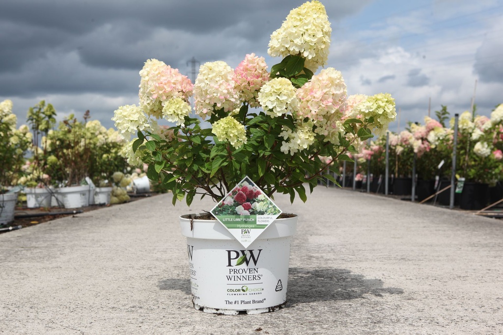 [P] Hydrangea paniculata Proven Winners® LITTLE LIME (PBR) cont. 10L deco 40-50 cm +B