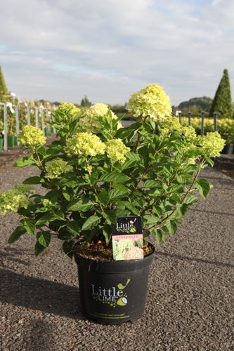 [P] Hydrangea paniculata Proven Winners® LITTLE LIME (PBR) cont. 10L deco 40-50 cm +p