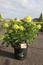Hydrangea paniculata Proven Winners® LITTLE LIME (PBR) cont. 10L deco 40-50 cm +p