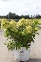 Hydrangea paniculata Proven Winners® LITTLE LIME (PBR) cont. 10L deco 40-50 cm +p