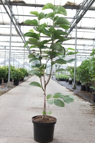 [P] Magnolia loebneri 'Wildcat' cont. 15L 80-100 cm +ф