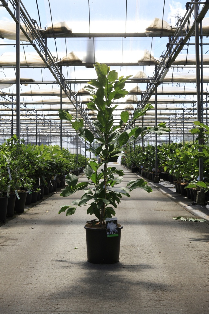 [P] Magnolia loebneri 'Wildcat' cont. 15L 80-100 cm +ф
