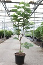 Magnolia loebneri 'Wildcat' cont. 15L 80-100 cm +B
