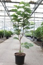 Magnolia loebneri 'Wildcat' cont. 15L 80-100 cm +p