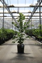 Magnolia loebneri 'Wildcat' cont. 15L 80-100 cm +p
