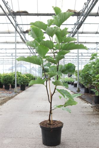 [P] Magnolia 'Daphne' cont. 10L 80-100 cm +B