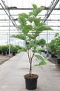 Magnolia 'Daphne' cont. 10L 80-100 cm +ф