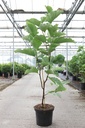 Magnolia 'Daphne' cont. 10L 80-100 cm +p