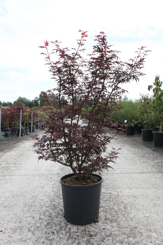 Acer palmatum 'Skeeter's Broom' cont. 18L 100-125 cm +B