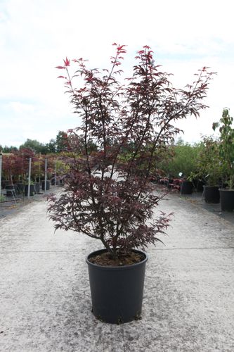 [P] Acer palmatum 'Skeeter's Broom' cont. 18L 100-125 cm
